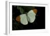 Hebomoia Glaucippe (Great Orange Tip)-Paul Starosta-Framed Photographic Print