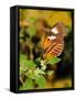 Hecales Longwing Butterfly (Heliconius Hecale), Widespread across South America-Raj Kamal-Framed Stretched Canvas
