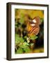 Hecales Longwing Butterfly (Heliconius Hecale), Widespread across South America-Raj Kamal-Framed Photographic Print