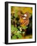 Hecales Longwing Butterfly (Heliconius Hecale), Widespread across South America-Raj Kamal-Framed Photographic Print