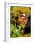 Hecales Longwing Butterfly (Heliconius Hecale), Widespread across South America-Raj Kamal-Framed Photographic Print