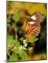 Hecales Longwing Butterfly (Heliconius Hecale), Widespread across South America-Raj Kamal-Mounted Photographic Print