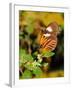 Hecales Longwing Butterfly (Heliconius Hecale), Widespread across South America-Raj Kamal-Framed Photographic Print