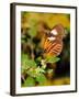 Hecales Longwing Butterfly (Heliconius Hecale), Widespread across South America-Raj Kamal-Framed Photographic Print