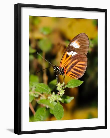 Hecales Longwing Butterfly (Heliconius Hecale), Widespread across South America-Raj Kamal-Framed Photographic Print