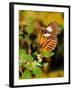 Hecales Longwing Butterfly (Heliconius Hecale), Widespread across South America-Raj Kamal-Framed Photographic Print