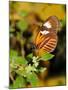 Hecales Longwing Butterfly (Heliconius Hecale), Widespread across South America-Raj Kamal-Mounted Photographic Print