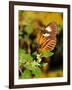 Hecales Longwing Butterfly (Heliconius Hecale), Widespread across South America-Raj Kamal-Framed Photographic Print