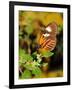 Hecales Longwing Butterfly (Heliconius Hecale), Widespread across South America-Raj Kamal-Framed Photographic Print