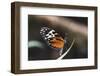 Hecales Longwing Butterfly Laying Egg-Klaus Honal-Framed Photographic Print