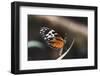 Hecales Longwing Butterfly Laying Egg-Klaus Honal-Framed Photographic Print