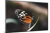 Hecales Longwing Butterfly Laying Egg-Klaus Honal-Mounted Photographic Print