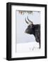 Heck Cattle, Bavarian Forest-Martin Zwick-Framed Photographic Print