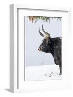 Heck Cattle, Bavarian Forest-Martin Zwick-Framed Photographic Print