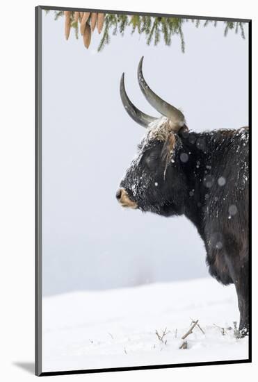 Heck Cattle, Bavarian Forest-Martin Zwick-Mounted Photographic Print