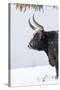 Heck Cattle, Bavarian Forest-Martin Zwick-Stretched Canvas