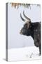 Heck Cattle, Bavarian Forest-Martin Zwick-Stretched Canvas