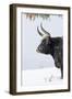 Heck Cattle, Bavarian Forest-Martin Zwick-Framed Photographic Print
