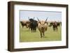 Heck Cattle Group, Oostvaardersplassen, Netherlands, June 2009-Hamblin-Framed Photographic Print