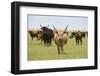 Heck Cattle Group, Oostvaardersplassen, Netherlands, June 2009-Hamblin-Framed Photographic Print