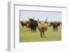 Heck Cattle Group, Oostvaardersplassen, Netherlands, June 2009-Hamblin-Framed Photographic Print