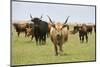 Heck Cattle Group, Oostvaardersplassen, Netherlands, June 2009-Hamblin-Mounted Photographic Print