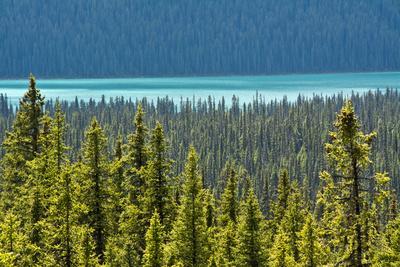 https://imgc.allpostersimages.com/img/posters/hector-lake-banff-national-park-alberta-canada_u-L-Q12T2W00.jpg?artPerspective=n