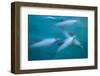 Hector's dolphin (Cephalorhynchus hectori) thru' the surface. Akaroa, New Zealand.-Tom Walmsley-Framed Photographic Print