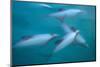 Hector's dolphin (Cephalorhynchus hectori) thru' the surface. Akaroa, New Zealand.-Tom Walmsley-Mounted Photographic Print