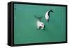 Hector's Dolphins One of the Smallest Marine-null-Framed Stretched Canvas
