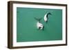 Hector's Dolphins One of the Smallest Marine-null-Framed Photographic Print