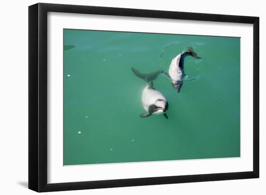 Hector's Dolphins One of the Smallest Marine-null-Framed Photographic Print