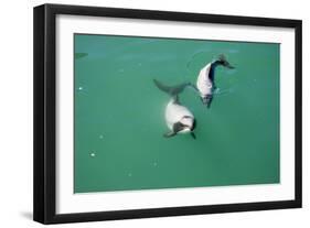 Hector's Dolphins One of the Smallest Marine-null-Framed Photographic Print