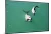 Hector's Dolphins One of the Smallest Marine-null-Mounted Photographic Print