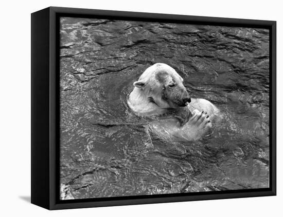 Hector the Polar Bear Drinking from a Bottle During the Summer of 1970 at Calderpark Zoo-null-Framed Stretched Canvas