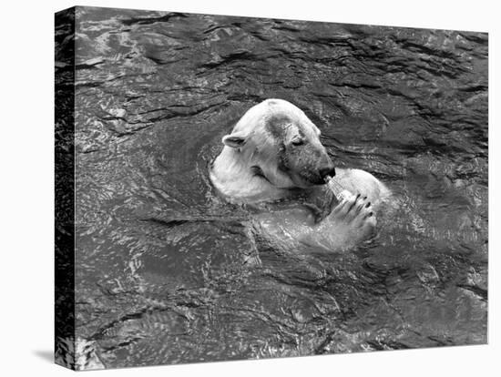 Hector the Polar Bear Drinking from a Bottle During the Summer of 1970 at Calderpark Zoo-null-Stretched Canvas