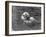 Hector the Polar Bear Drinking from a Bottle During the Summer of 1970 at Calderpark Zoo-null-Framed Photographic Print
