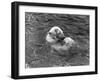 Hector the Polar Bear Drinking from a Bottle During the Summer of 1970 at Calderpark Zoo-null-Framed Photographic Print