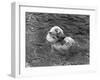 Hector the Polar Bear Drinking from a Bottle During the Summer of 1970 at Calderpark Zoo-null-Framed Photographic Print