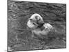 Hector the Polar Bear Drinking from a Bottle During the Summer of 1970 at Calderpark Zoo-null-Mounted Photographic Print