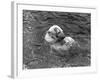 Hector the Polar Bear Drinking from a Bottle During the Summer of 1970 at Calderpark Zoo-null-Framed Photographic Print