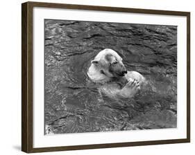 Hector the Polar Bear Drinking from a Bottle During the Summer of 1970 at Calderpark Zoo-null-Framed Photographic Print