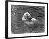 Hector the Polar Bear Drinking from a Bottle During the Summer of 1970 at Calderpark Zoo-null-Framed Photographic Print