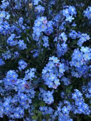 Blue Forget Me Not Flowers Photographic Print Hedda AllPosters