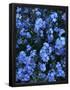 Essential Black