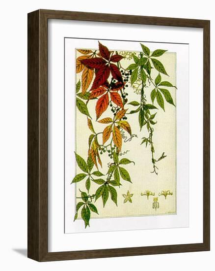 Hedera-M^ P^ Verneuil-Framed Art Print