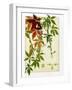 Hedera-M^ P^ Verneuil-Framed Art Print