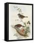 Hedge Accentor (Prunella Modularis)-John Gould-Framed Stretched Canvas