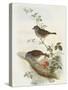 Hedge Accentor (Prunella Modularis)-John Gould-Stretched Canvas