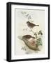 Hedge Accentor (Prunella Modularis)-John Gould-Framed Giclee Print